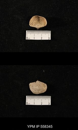 Costispinifera sp.