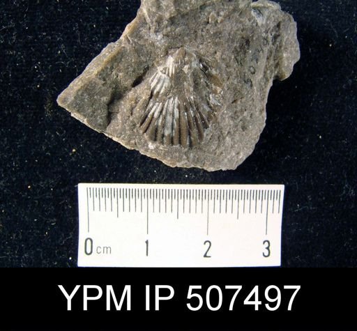 Camarotoechia cf. carolina