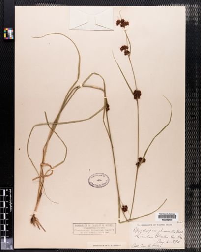 Rhynchospora glomerata