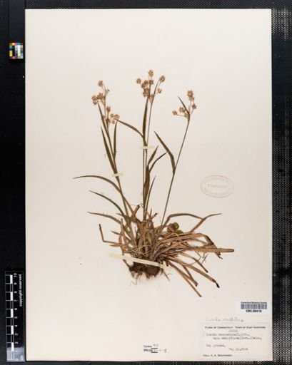 Luzula campestris