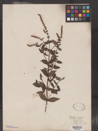 Mentha spicata