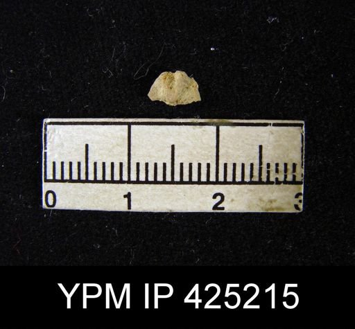 Chonetina sp.