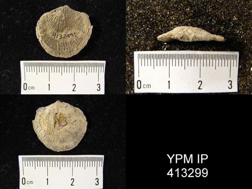 Atrypa reticularis