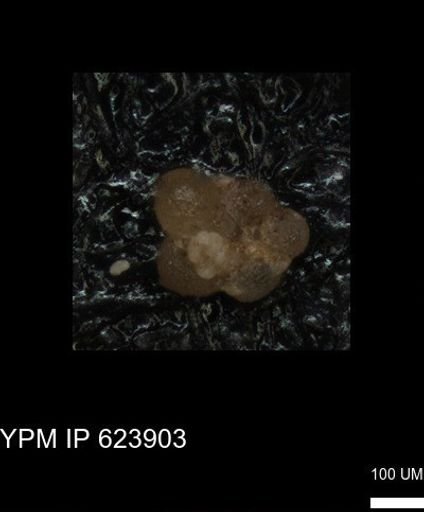 undet. Foraminiferida
