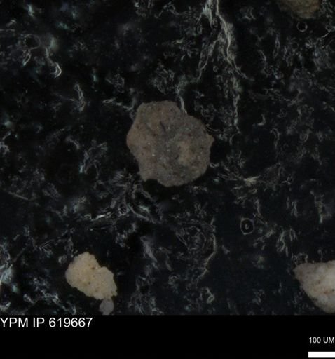 undet. Foraminiferida