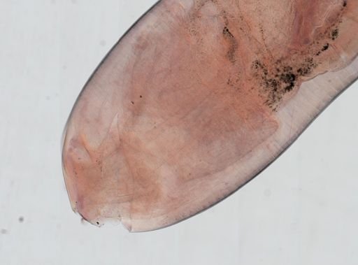 Oligacanthorhynchus microcephalus