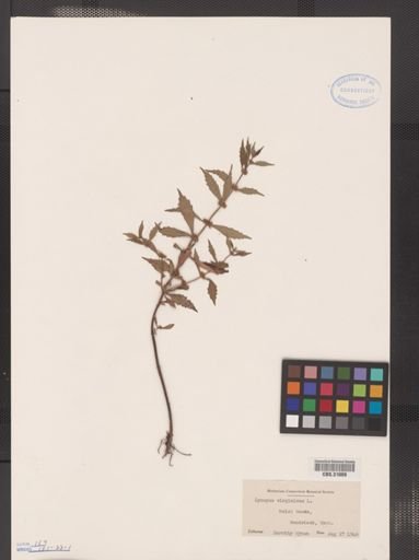 Lycopus virginicus