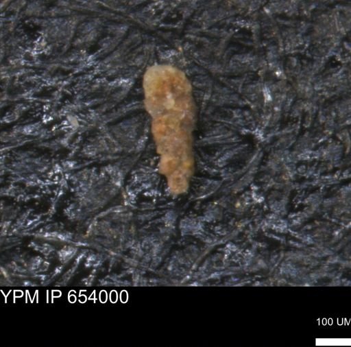 Verneuilinoides hectori