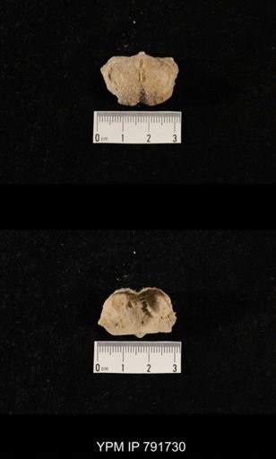 undet. Brachiopoda