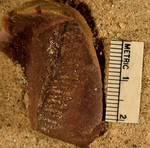 Pecopteris