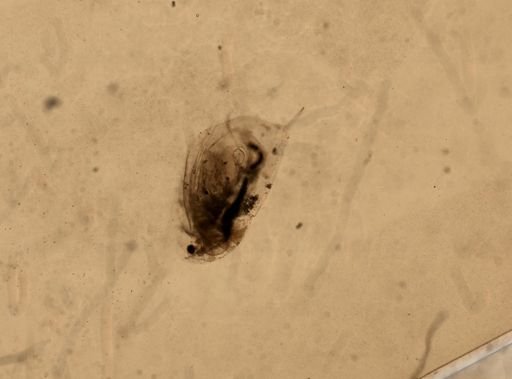 Daphnia pulex