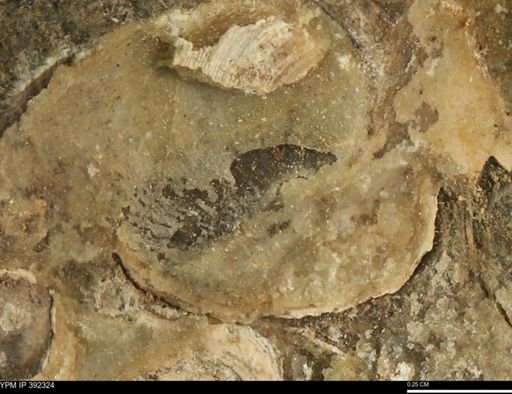 undet. Bivalvia