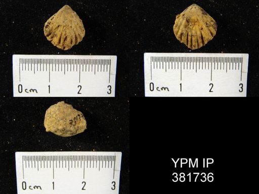 Uncinulus sp.