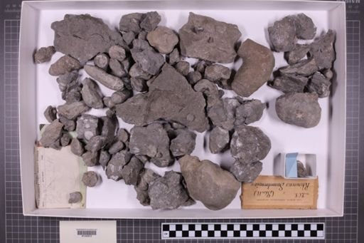 mixed taxa, stratigraphic collection