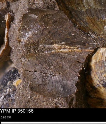 Limopsis striatopunctatus