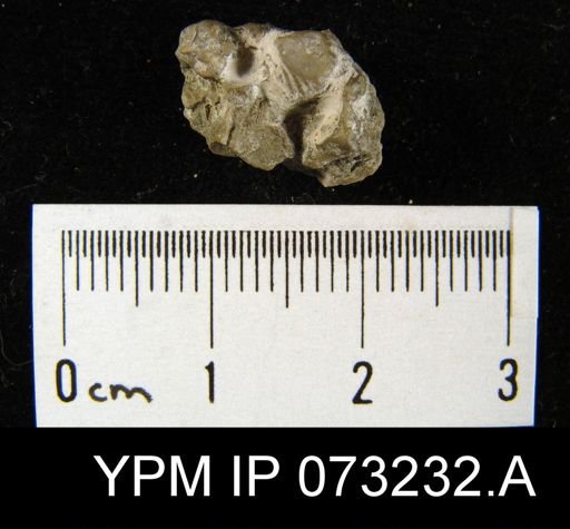 Atrypella decaturensis