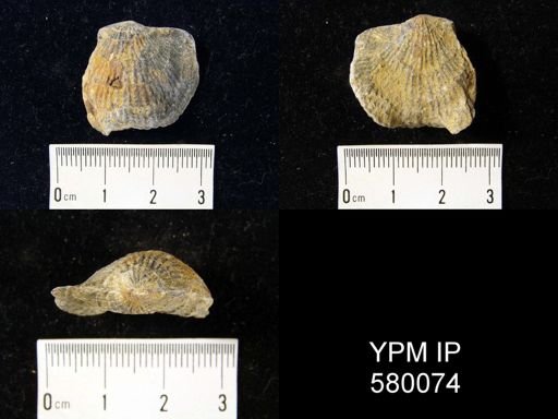 Isospinatrypa?