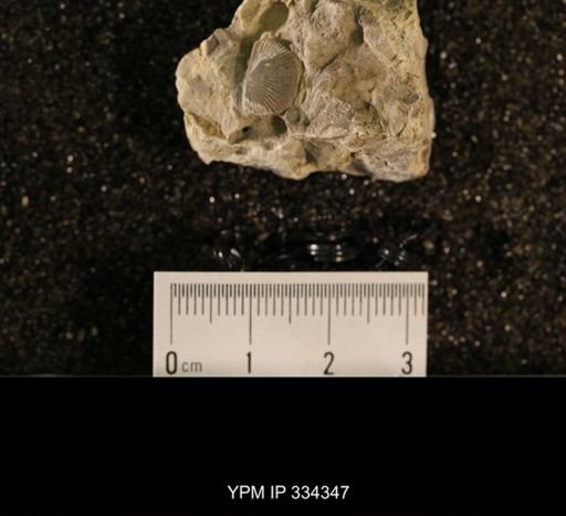 Plectorthis sp.