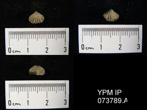 Camarotoechia perryvillensis