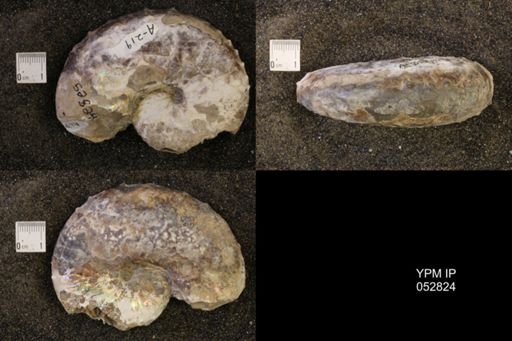 Discoscaphites gulosus