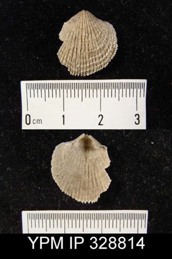 Atrypa sp.