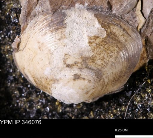 Limopsis striatopunctatus