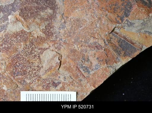 undet. Graptolithina