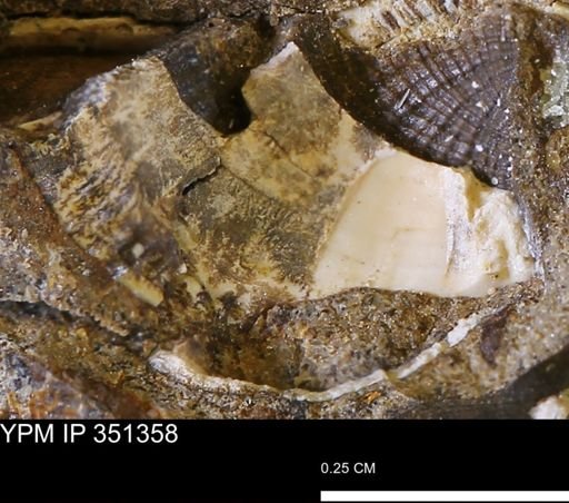 undet. Bivalvia