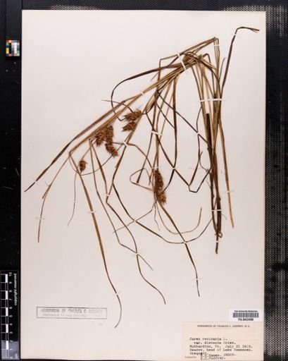 Carex vesicaria