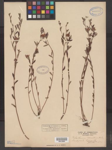 Helianthemum canadense