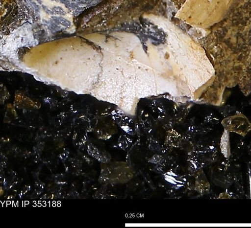 Limopsis striatopunctatus