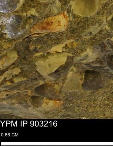 Corbulamella?