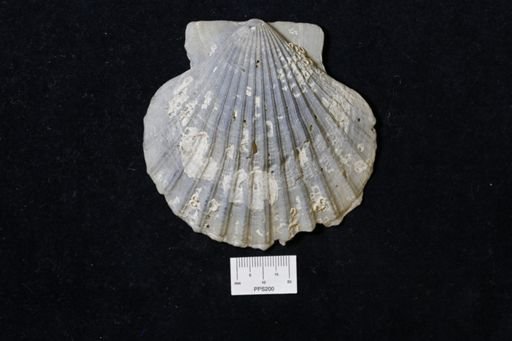Pecten (Lyropecten) madisonius