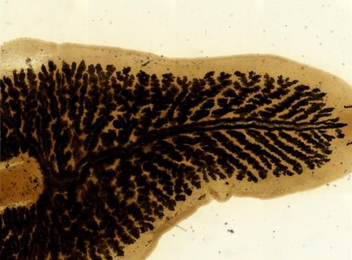 Procotyla fluviatilis