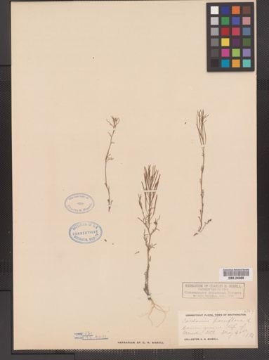 Cardamine parviflora