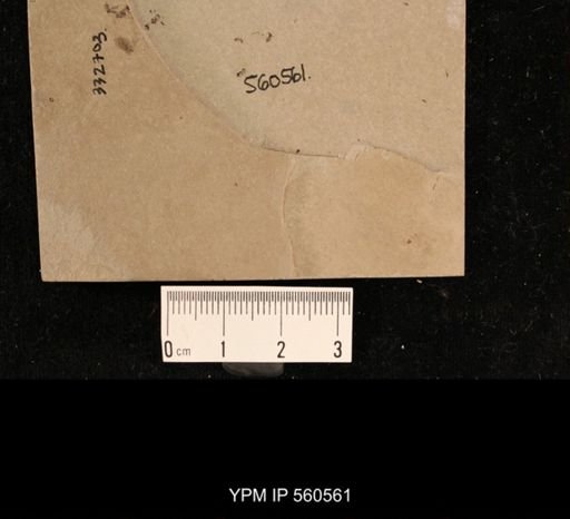 undet. Diptera