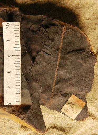 Liriodendropsis simplex