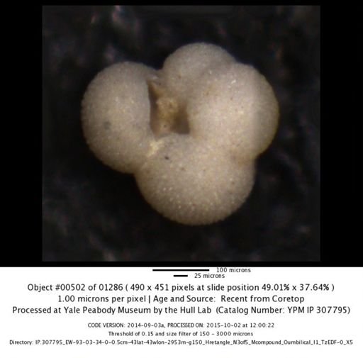 undet. Foraminiferida