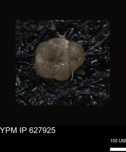 undet. Foraminiferida