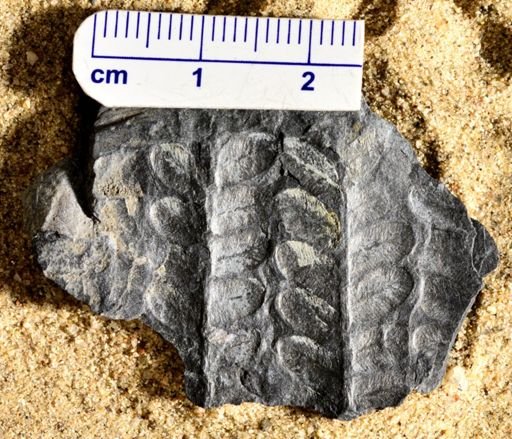 Pecopteris sp.