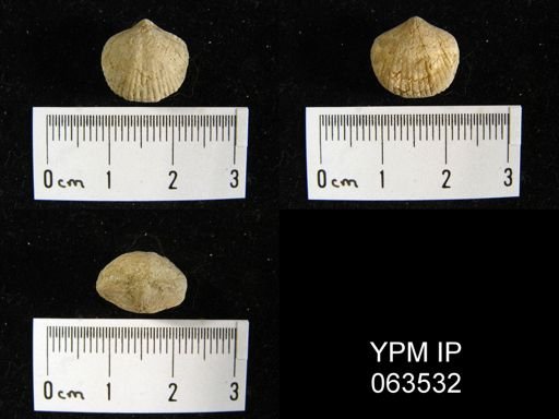 Wilsonella saffordi