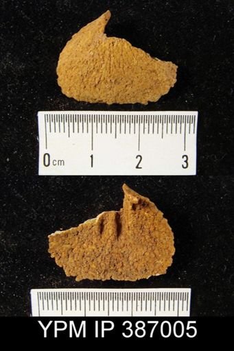 Dalmanella cf. eminens