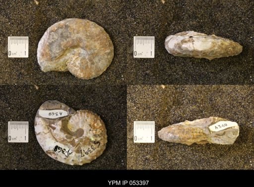 Discoscaphites conradi