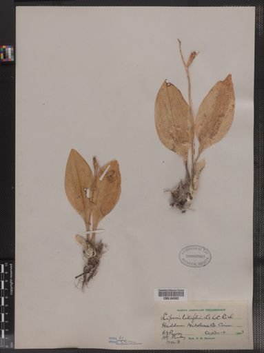Liparis liliifolia