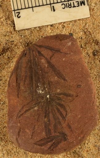 Annularia