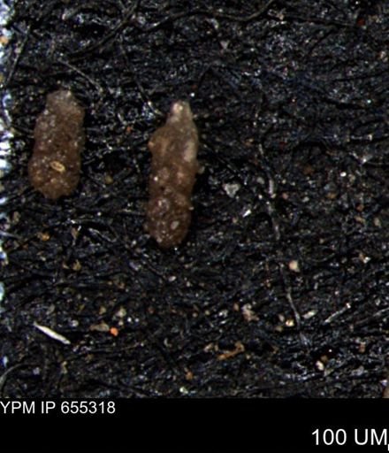Ammobaculoides whitneyi