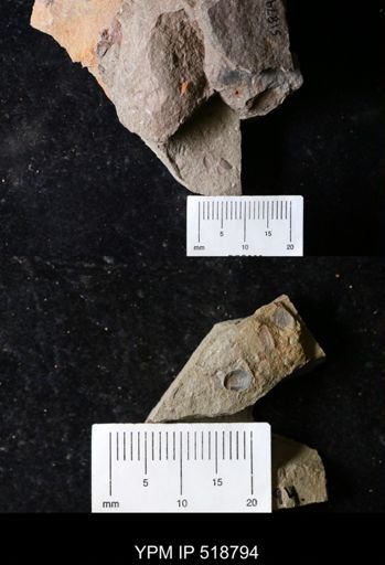 undet. Lingulida