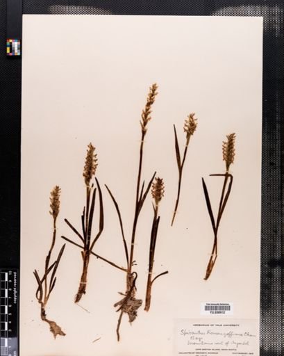 Spiranthes romanzoffiana