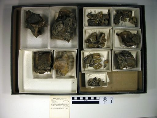 Teleorhinus sp.