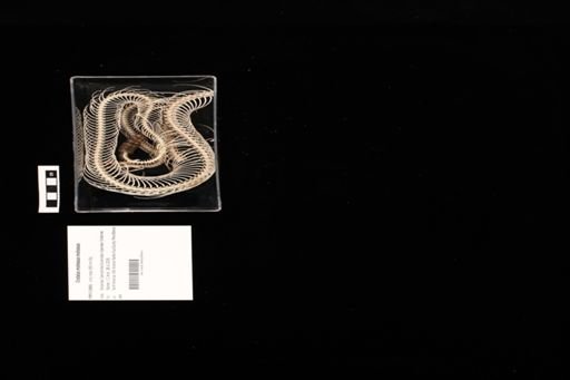 Crotalus molossus molossus